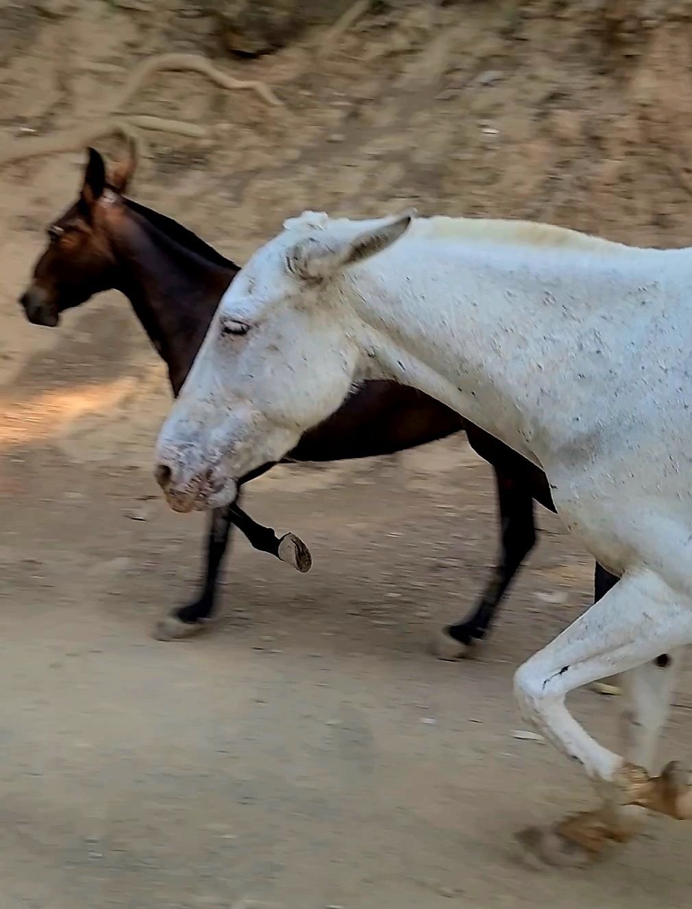 Two horses running along a dirt road at dusk
